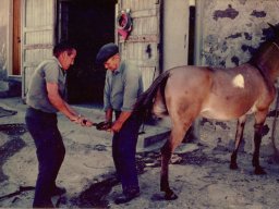 ferratura del cavallo